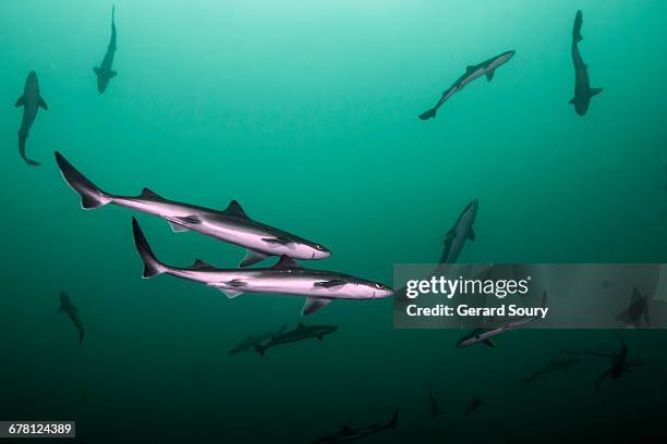 spiny dogfish sharks in a seasonal meeting - silver shark stock pictures, royalty-free photos & images