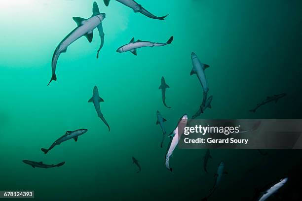 spiny dogfish sharks in a seasonal meeting - dogfish stock pictures, royalty-free photos & images