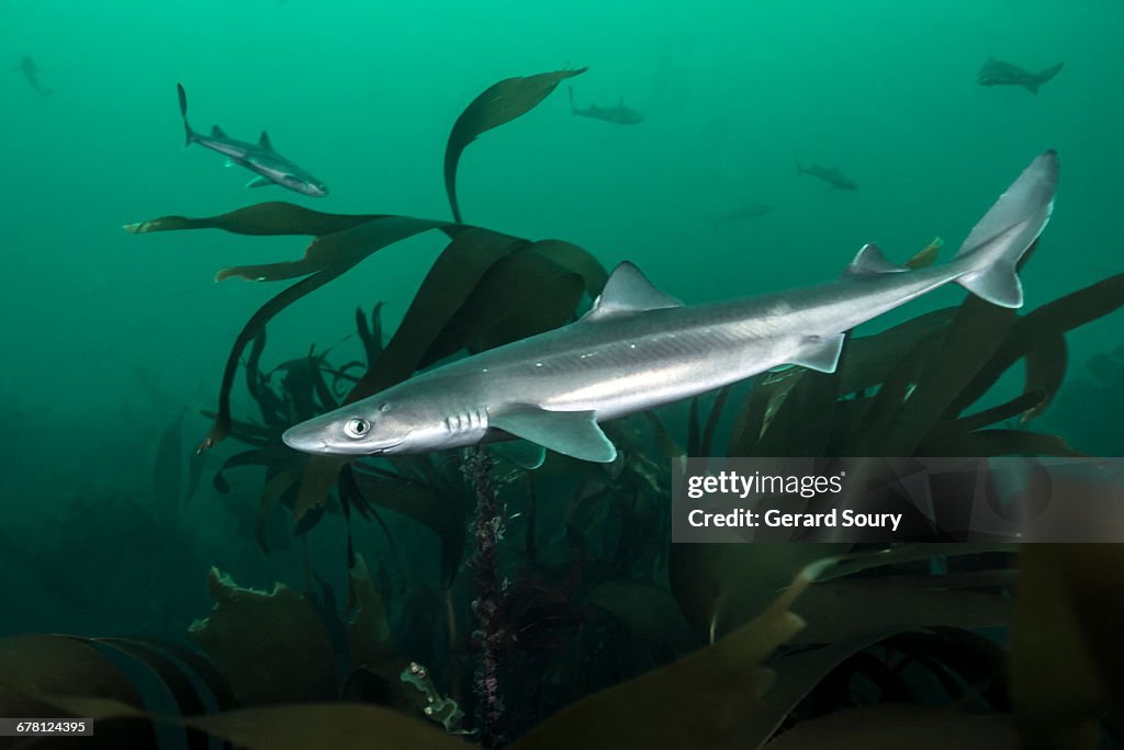 Spiny Dogfish Shark spiny-dogfish-shark