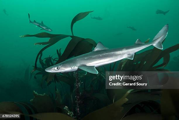 spiny dogfish sharks in a seasonal meeting - silver shark - fotografias e filmes do acervo