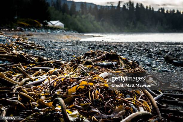 bullwhip kelp on a beach on the juan de fuca straits b.c. canada - kelp stock pictures, royalty-free photos & images