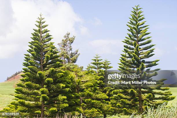 Cook Pine 29 Araucaria Columnaris Stock Photos, High-Res Pictures, and Images ...