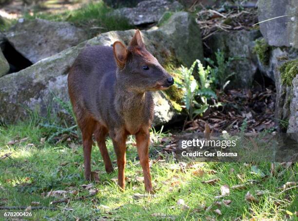 pudu deer stag - pudu stock pictures, royalty-free photos & images