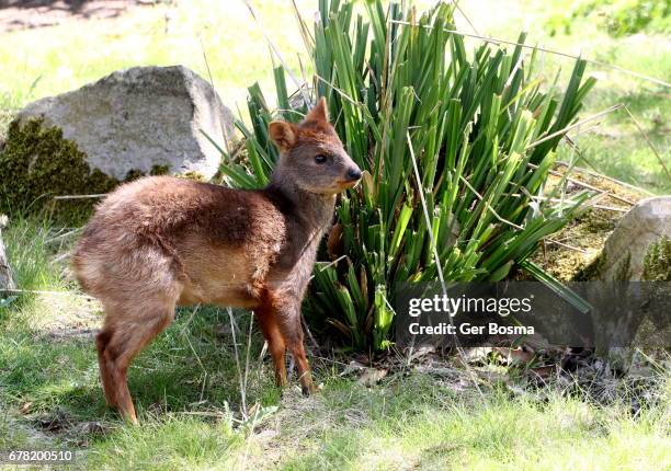 female pudu deer - pudu stock pictures, royalty-free photos & images