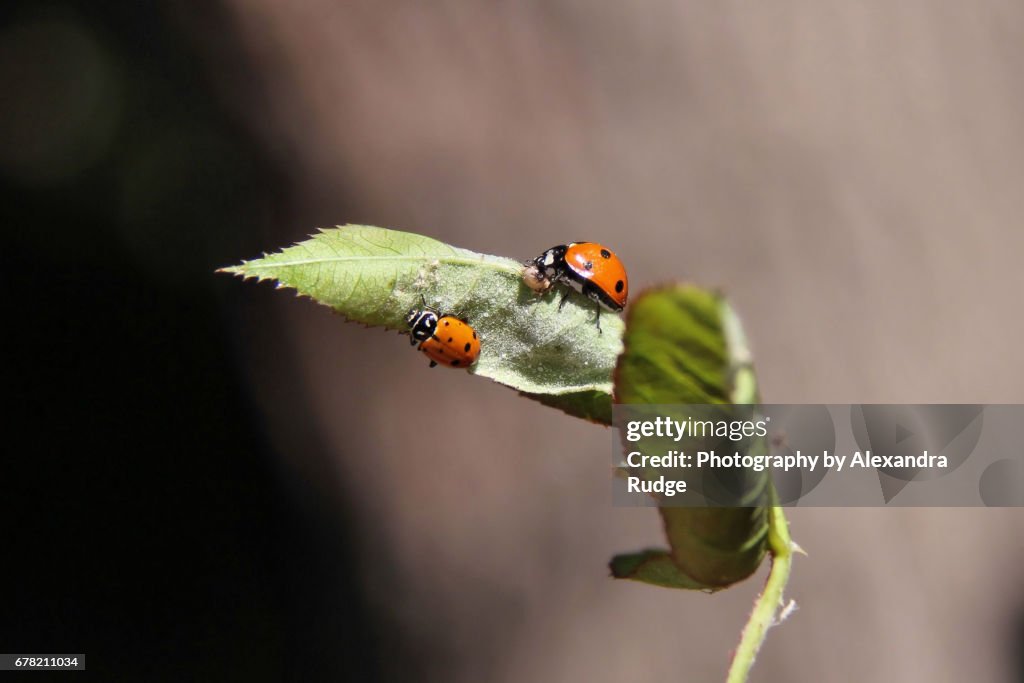 Harlequin ladybug