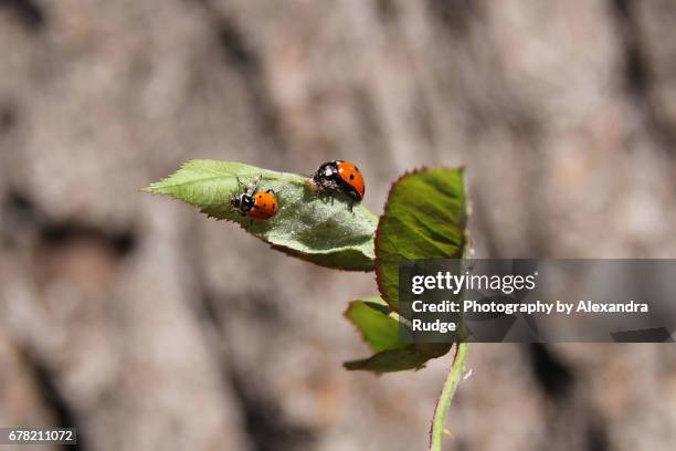 harlequin ladybug - harlequin fotografías e imágenes de stock