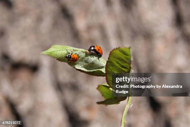 harlequin ladybug - harlequin stock pictures, royalty-free photos & images