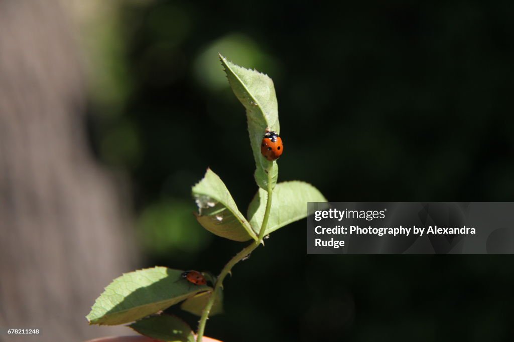 Harlequin ladybug