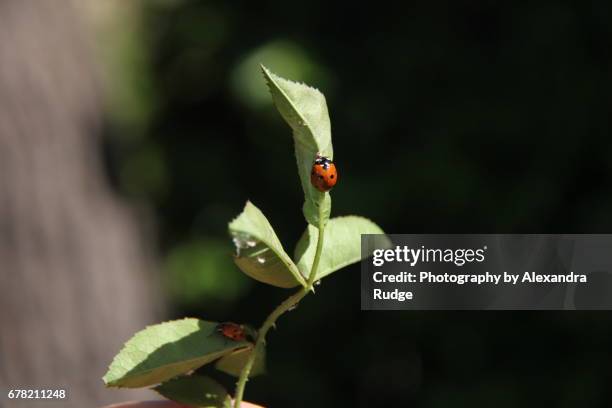 harlequin ladybug - arlequim - fotografias e filmes do acervo