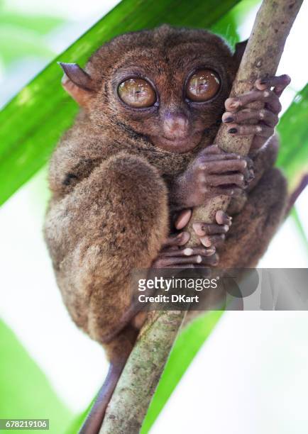 tarsier - animal finger stock pictures, royalty-free photos & images