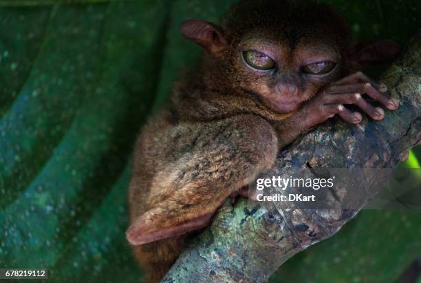 tarsier - tarsier imagens e fotografias de stock