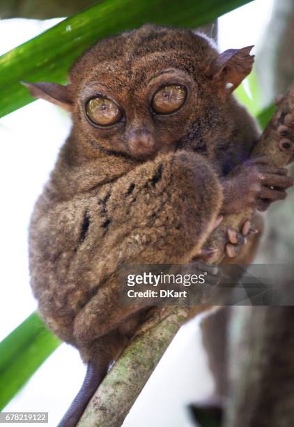 tarsier - animal finger stockfoto's en -beelden