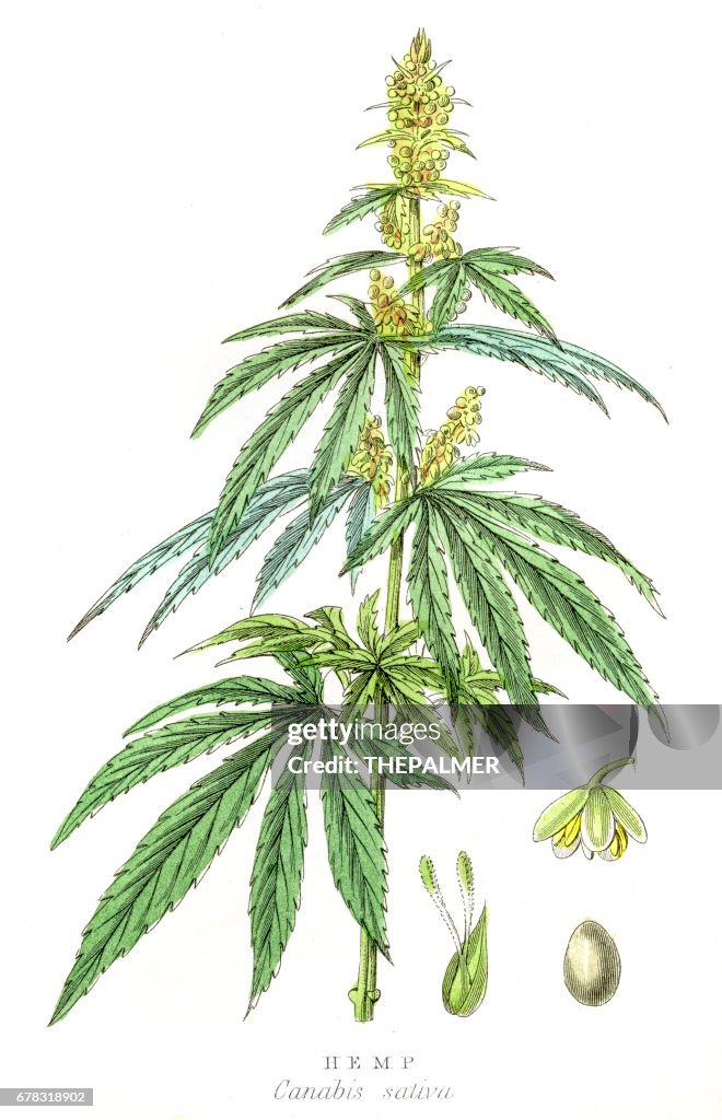 Cannabis Pflanzen botanische Gravur 1857