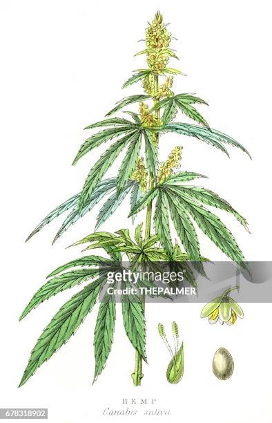 bildbanksillustrationer, clip art samt tecknat material och ikoner med cannabis växten botaniska gravyr 1857 - handmålad