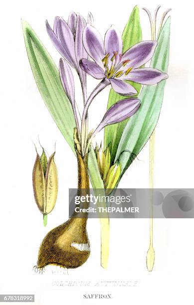 saffron botanical engraving 1857 - saffron flower stock illustrations