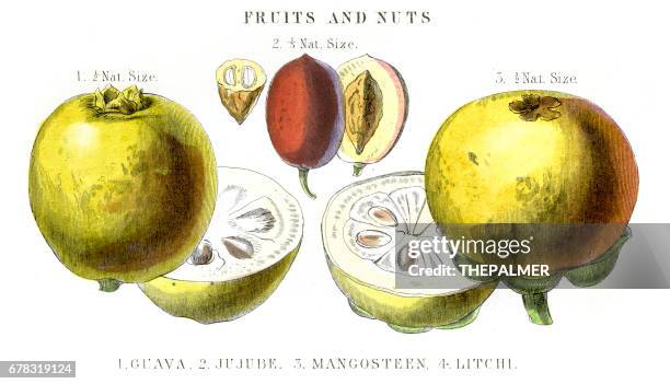 ilustraciones, imágenes clip art, dibujos animados e iconos de stock de fruta de la azufaifa de mangostán de guayaba grabado de 1857 - azufaifo