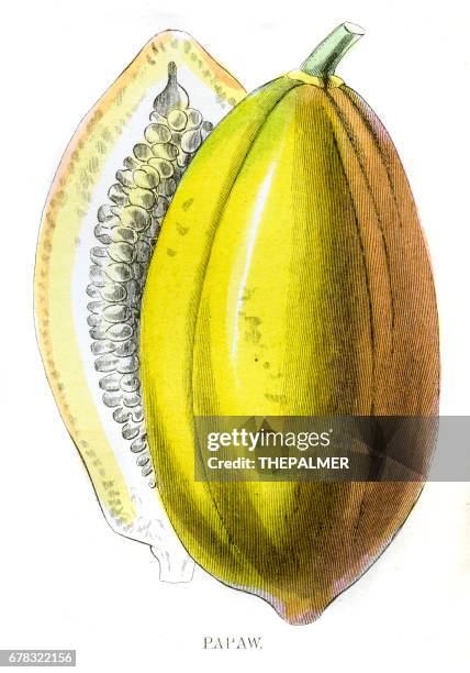 papaya frucht gravur 1857 - papaya stock-grafiken, -clipart, -cartoons und -symbole