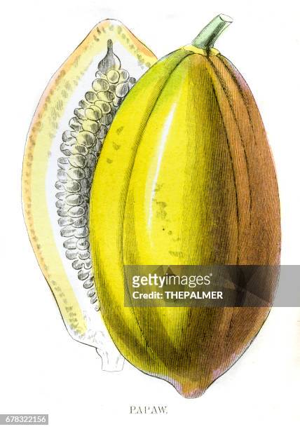 illustrazioni stock, clip art, cartoni animati e icone di tendenza di incisione sulla frutta papaia del 1857 - albero di papaya