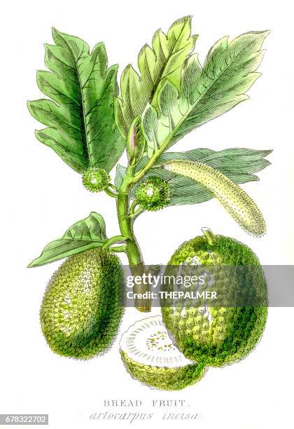 breadfruit plant botanical engraving 1857 - jackfruit stock illustrations