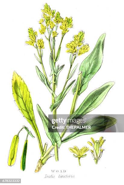 1,832 Woad Stock Photos, High-Res Pictures, and Images - Getty Images