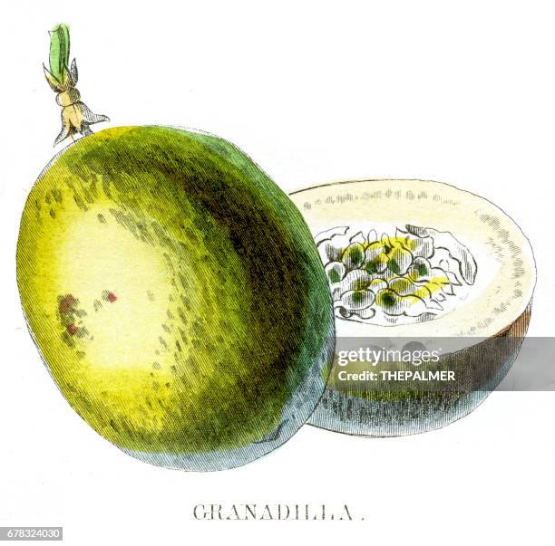 passion fruit engraving 1857 - passionfruit stock illustrations