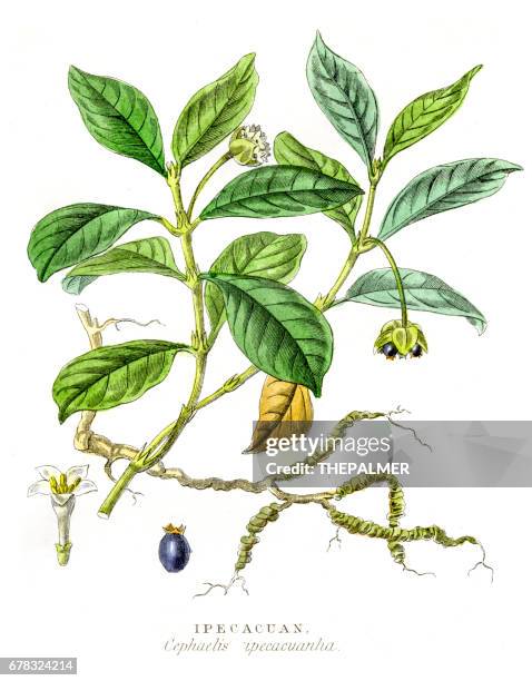 Ipecac Photos and Premium High Res Pictures - Getty Images