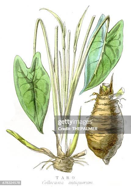 taro engraving 1857 - taro stock illustrations