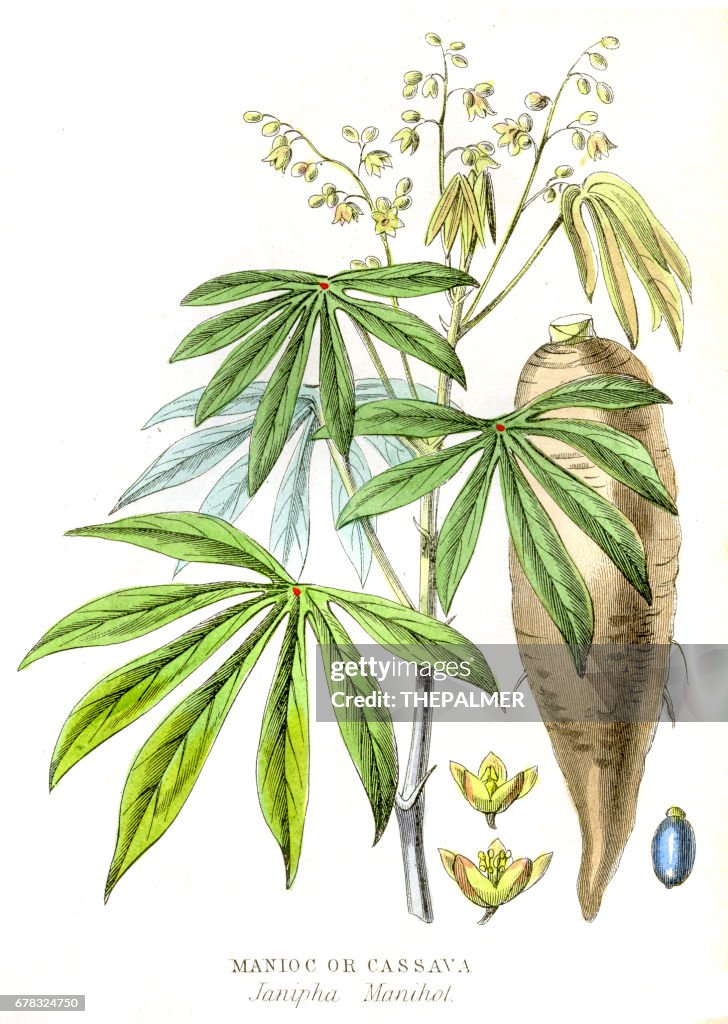 Maniok Yuca Gravur 1857