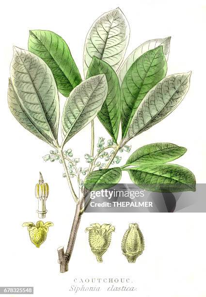rubber tree engraving 1857 - rubber tree stock illustrations