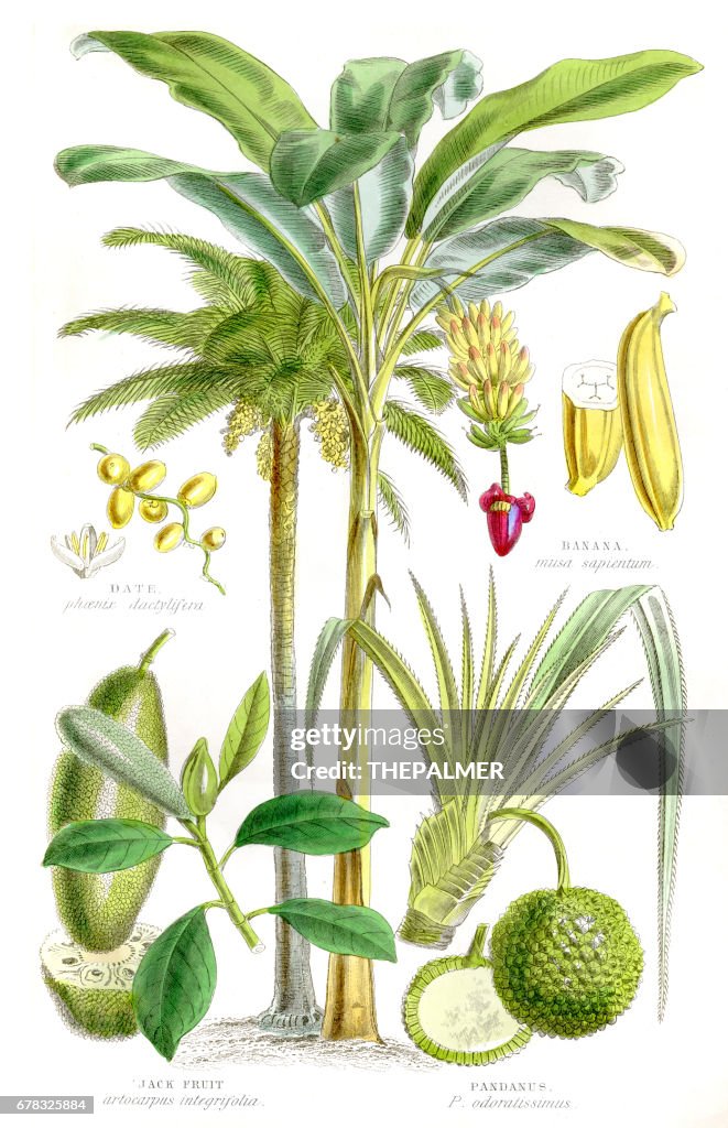 Fruits engraving 1857