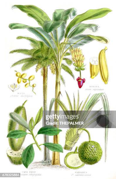 fruits engraving 1857 - plantain stock illustrations