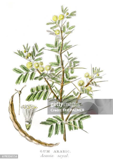 gummiarabikum botanische gravur 1857 - acacia tree stock-grafiken, -clipart, -cartoons und -symbole