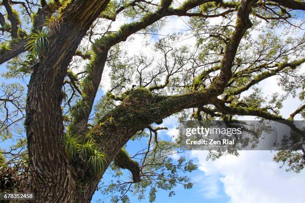 albizia saman or rain tree with epiphytes growing on branches - single tree branch stock pictures, royalty-free photos & images