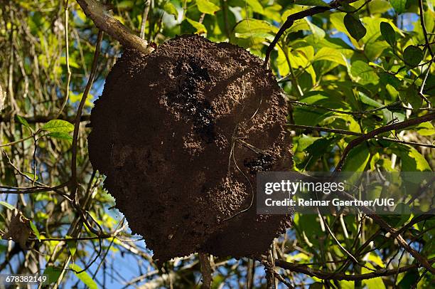 termite nest - isoptera stock pictures, royalty-free photos & images