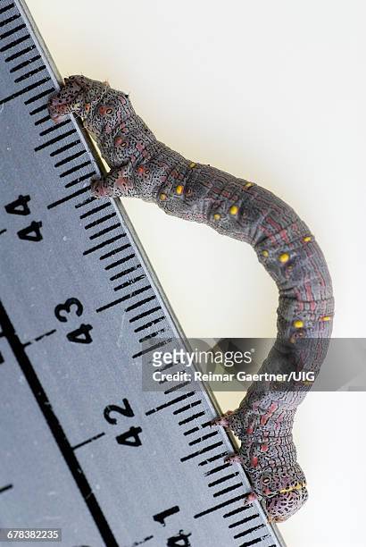 inchworm - geometridae stock-fotos und bilder