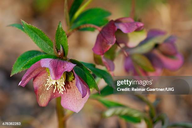266 Poisonous Roses Stock Photos, High-Res Pictures, and Images - Getty ...