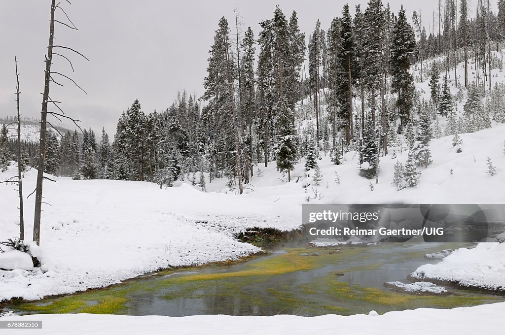 Winter Creek