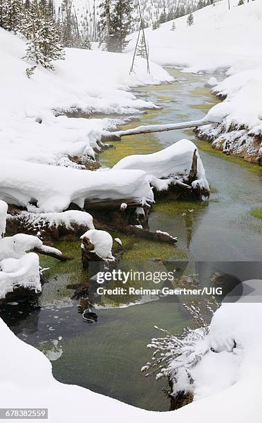 winter creek - oscillatoria stock pictures, royalty-free photos & images
