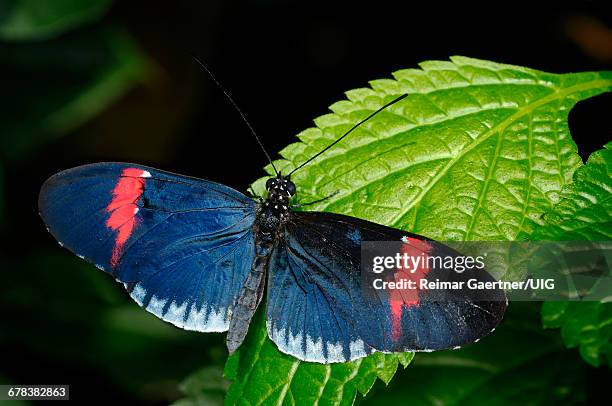 red postman cyrbia - heliconiinae stockfoto's en -beelden