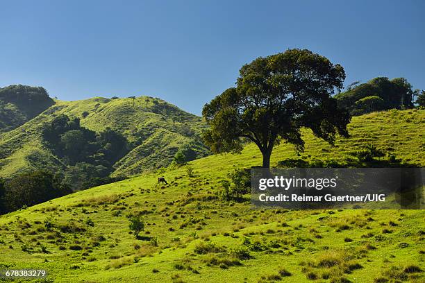 dominican republic countryside - puerto plata stock-fotos und bilder