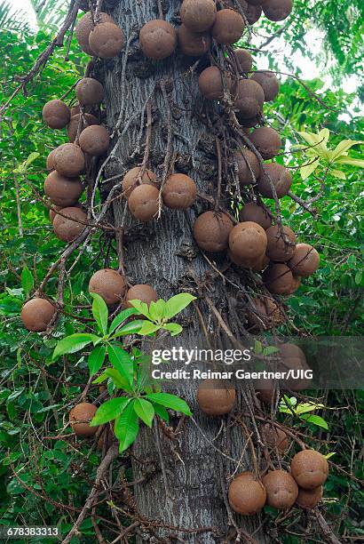 cannonball tree - cannonball tree stock pictures, royalty-free photos & images