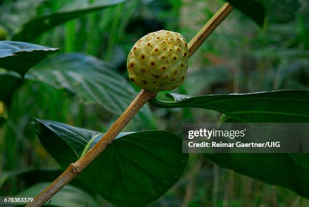 noni fruit - alkaline food stock pictures, royalty-free photos & images