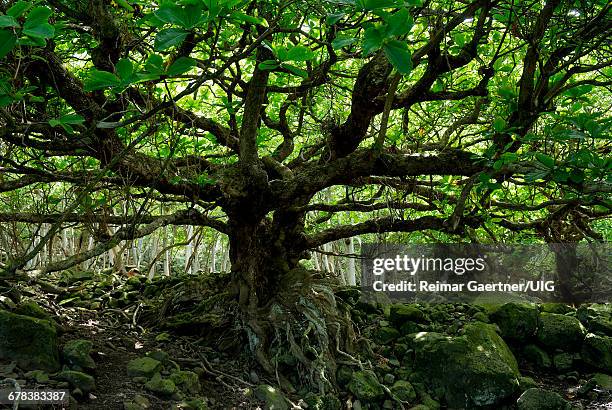 Terminania Tree Terminalia Photos and Premium High Res Pictures - Getty Images