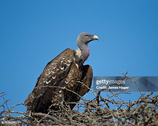 ruppells griffon vulture (gyps rueppellii), serengeti national park, tanzania, east africa, africa  - ruppells griffon vulture stockfoto's en -beelden