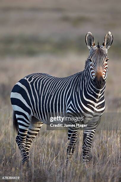 cape mountain zebra (equus zebra zebra) stallion, mountain zebra national park, south africa, africa  - mountain zebra national park stock-fotos und bilder