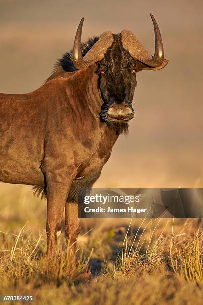 black wildebeest (white-tailed gnu) (connochaetes gnou), mountain zebra national park, south africa, africa  - black wildebeest stock pictures, royalty-free photos & images