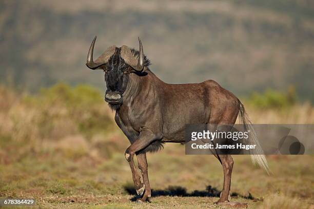 black wildebeest (white-tailed gnu) (connochaetes gnou), mountain zebra national park, south africa, africa  - black wildebeest stock pictures, royalty-free photos & images