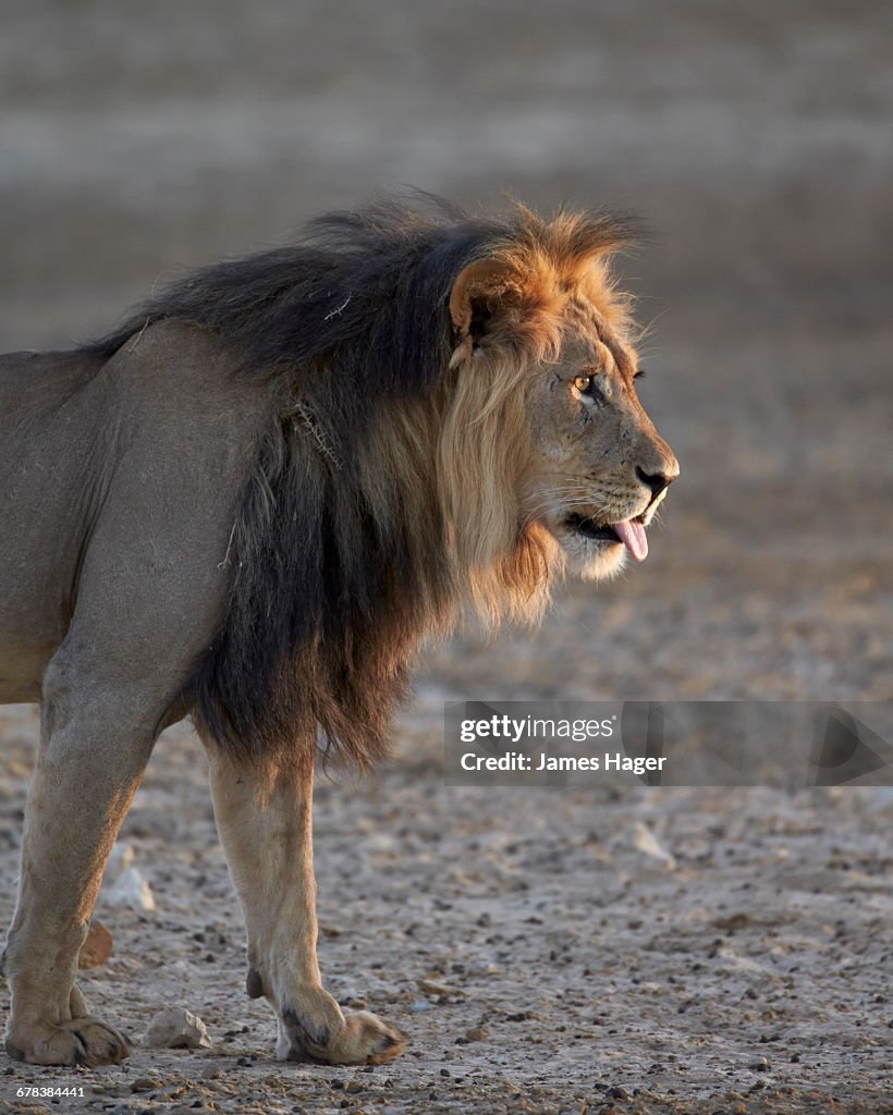 Lion (Panthera leo), Kgalagadi Transfrontier Park, encompassing the former Kalahari Gemsbok National Park, South Africa, Africa 