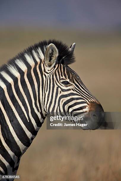 common zebra (plains zebra) (burchells zebra) (equus burchelli), mountain zebra national park, south africa, africa  - mountain zebra national park stock-fotos und bilder