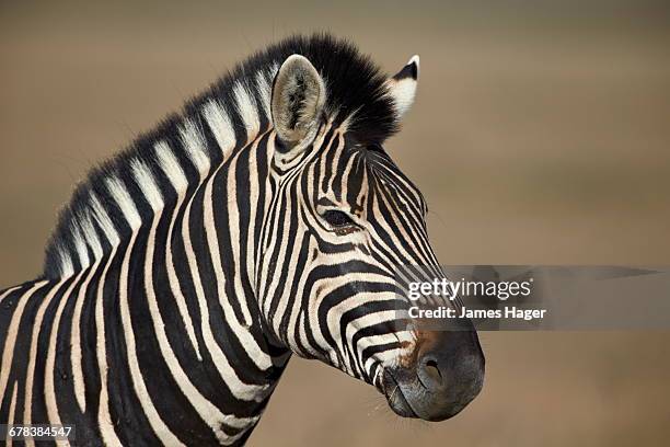 common zebra (plains zebra) (burchells zebra) (equus burchelli), mountain zebra national park, south africa, africa  - mountain zebra national park stock-fotos und bilder